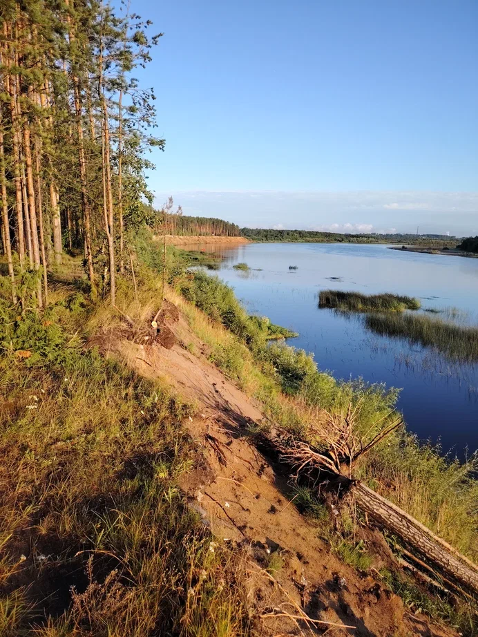 Берег большой воды и сосны